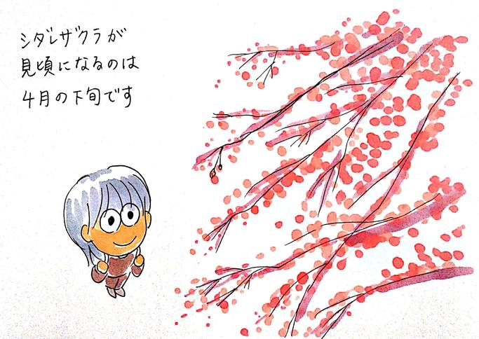 箱根のシダレザクラ見頃は