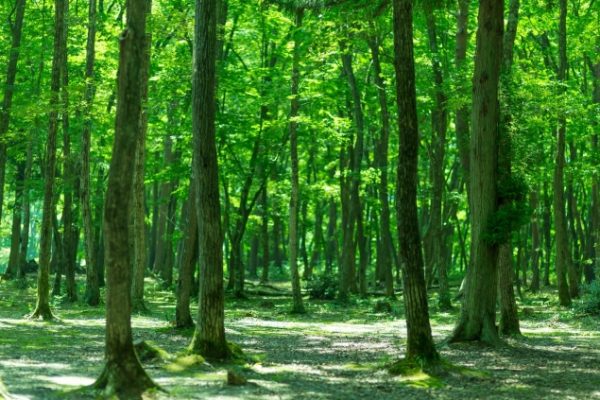 PAK24 morinonaka1227 TP V